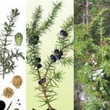 Obična smreka: fotografija i opis